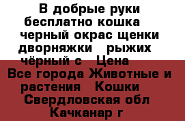 В добрые руки бесплатно,кошка,2.5черный окрас,щенки дворняжки,3 рыжих 1 чёрный,с › Цена ­ - - Все города Животные и растения » Кошки   . Свердловская обл.,Качканар г.